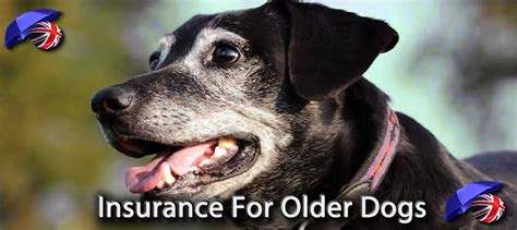 insurance for older dogs uk